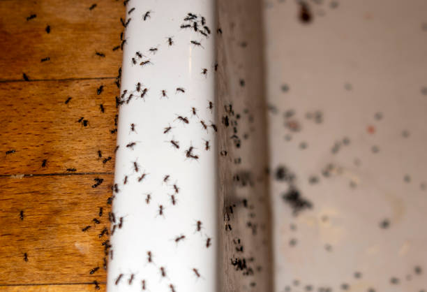 Pest Control for Restaurants in Granite Falls, NC